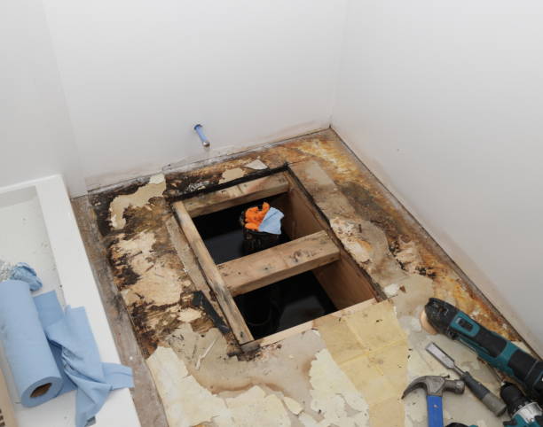 Best Residential Mold Remediation in USA